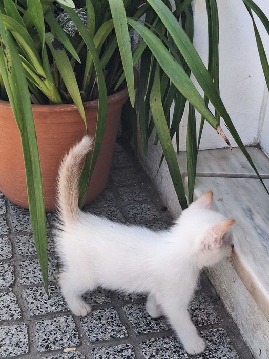 Gatinhos muito bonitos para adoção