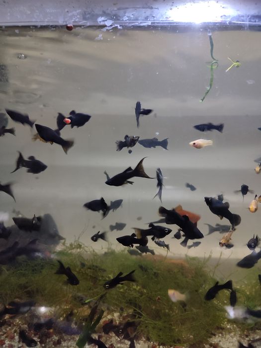 Molinezja księżycowa