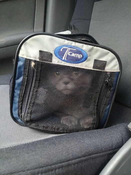 В САЛОНІ авто індивідуальне перевезення тварин ЗООТАКСІ