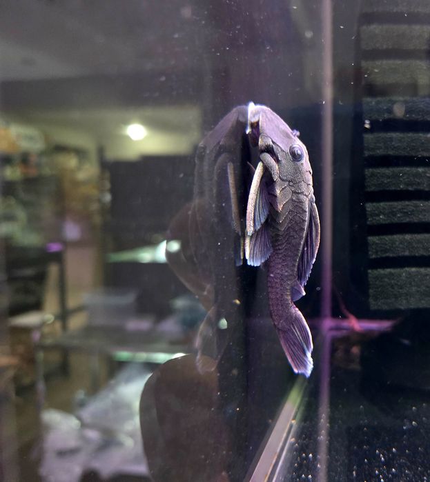 Zbrojnik L239 Baryancistrus beggini/ pleco (glonojad)