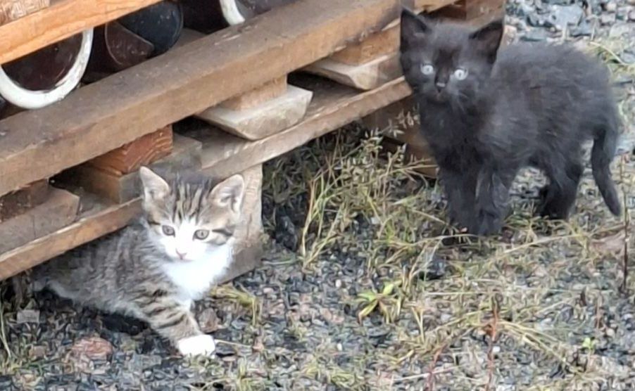 кошенята європейської короткошерстної породи 1.5 місяця в дар!