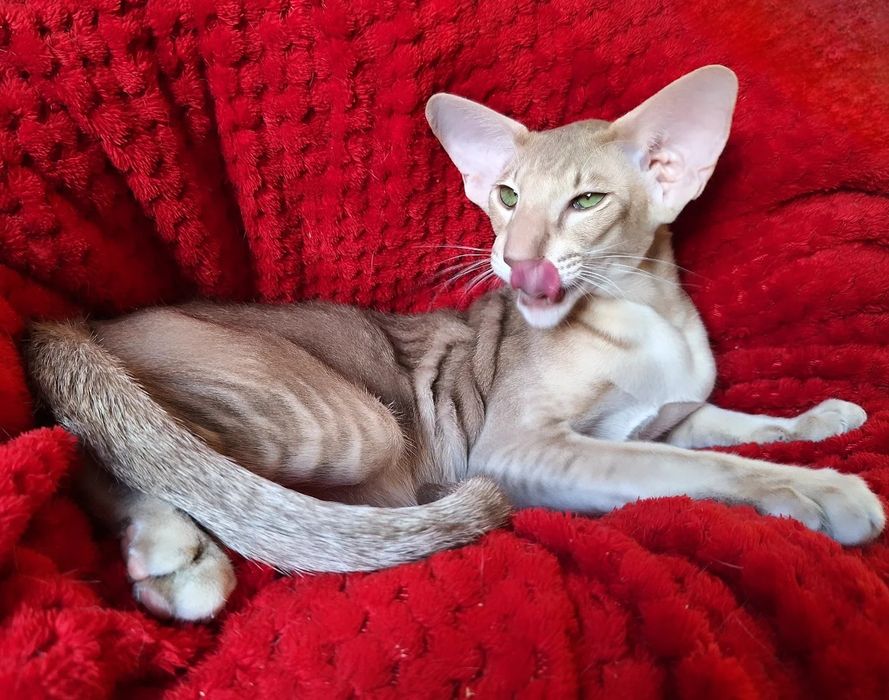 Очаровательный маньяк)