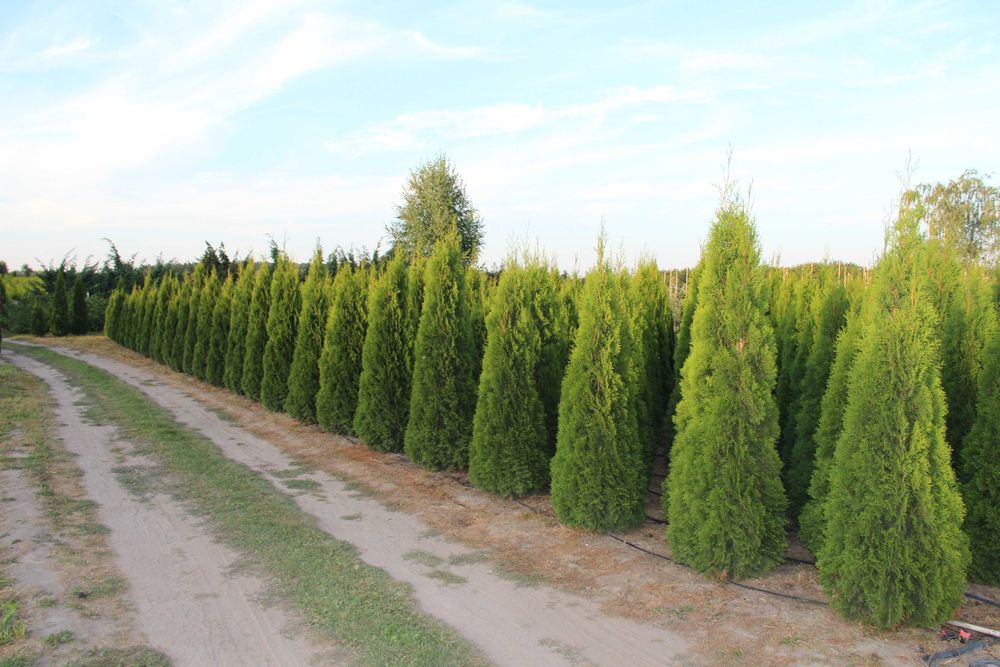 Thuja Smaragd Tuja Szmaragd 180-200 cm BARDZO WYSOKA JAKOŚĆ-PRODUCENT