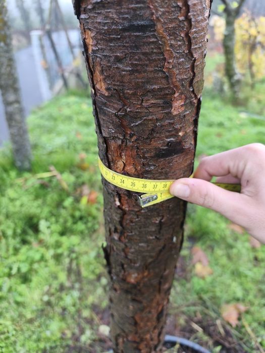 Pinheiro Manso (vários calibres)