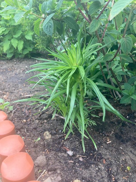 Sadzonki, rośliny ogrodowe, werbena patagońska