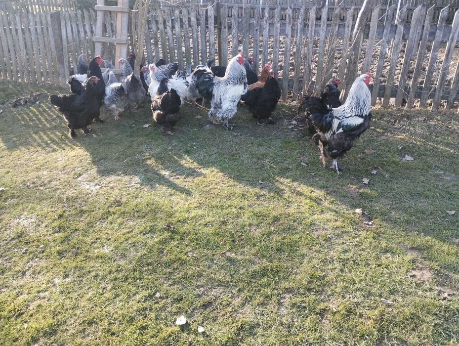 Kogut Brahma Sprzedam