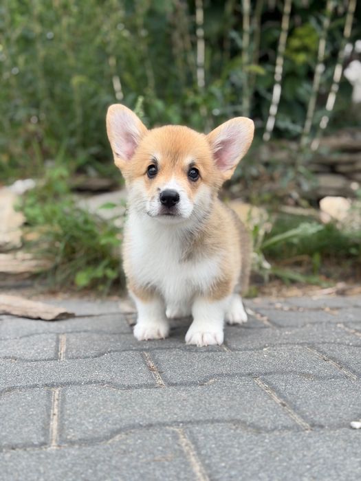 Welsh corgi pembroke Fci chłopiec