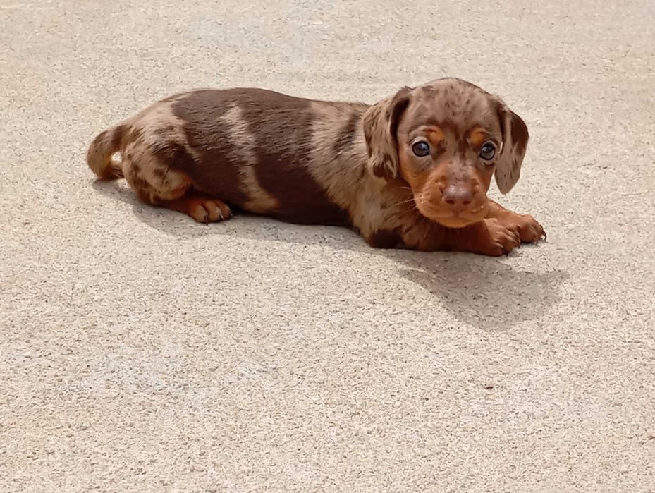 Teckel Kaninchen  miniatura fêmea Arlequim chocolate