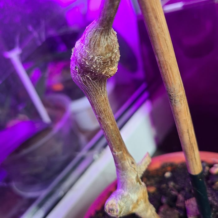 Взрослая видовая пеларгония Gibbosum