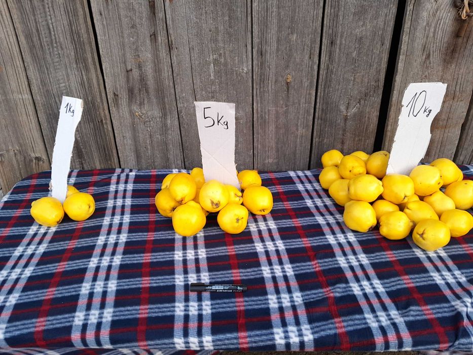 Pigwa owoce pigwa nie pigwowiec