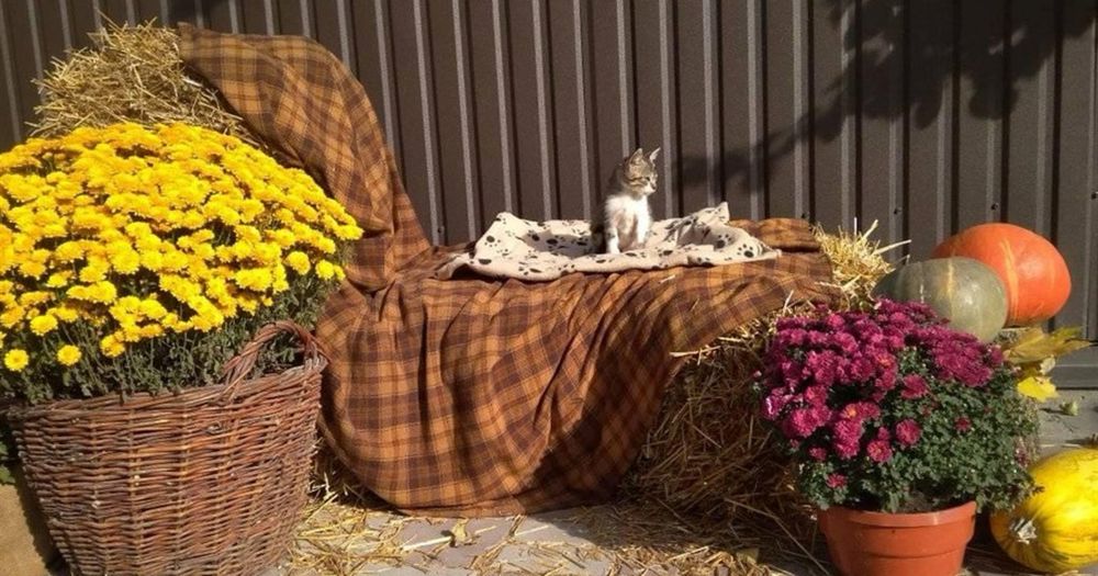 фотозона з тюків соломи та гарбузів