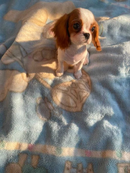Cavalier King Charles Spaniel*Śliczny piesek