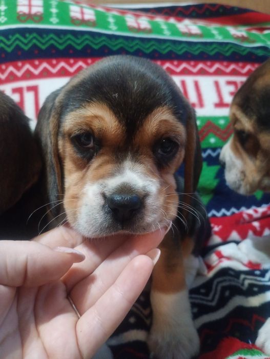 Piękna suczka Beagle