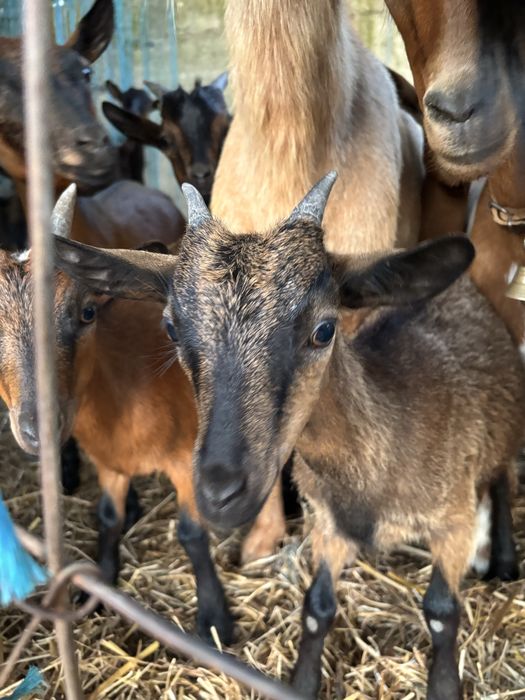 Cabras anãs varias cores