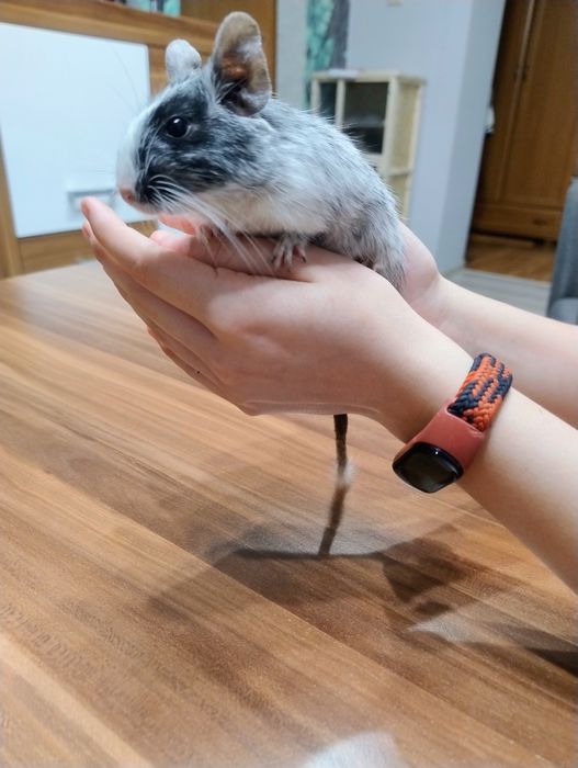 Koszatniczka do adopcji