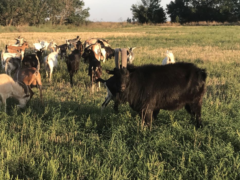 Продам козликов