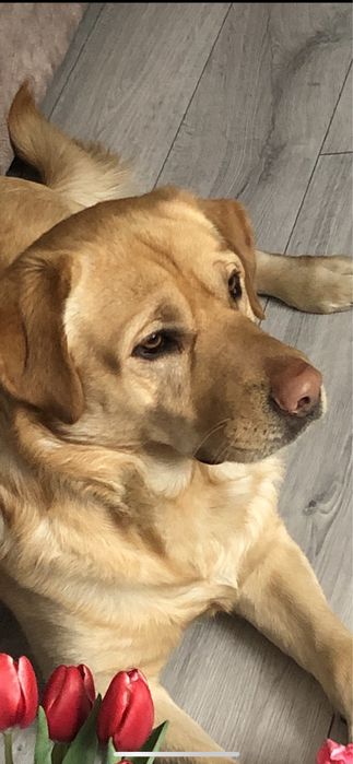 Лабрадор  3роки