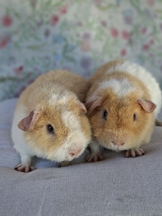 Us teddy świnki morskie. Dwa samce. Kawia domowa