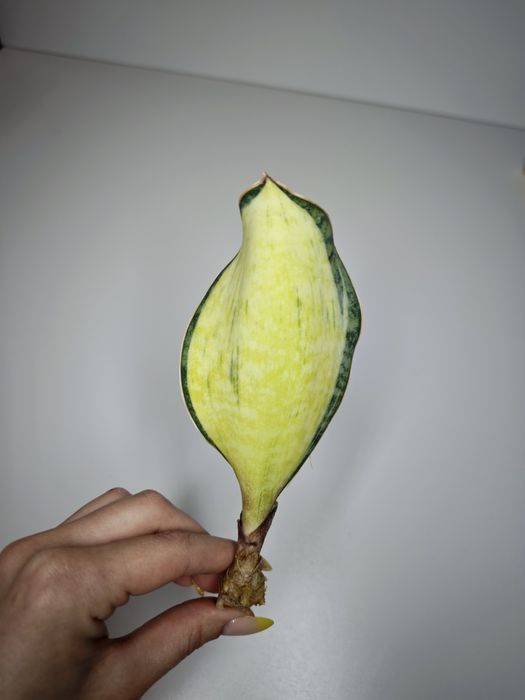 Sansevieria Loma