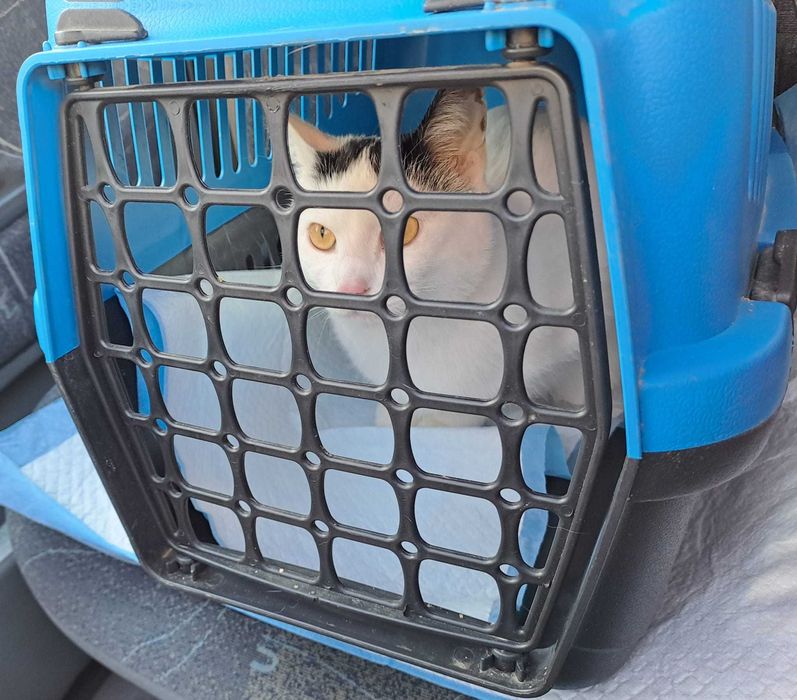 Dorosły kocurek szuka domu