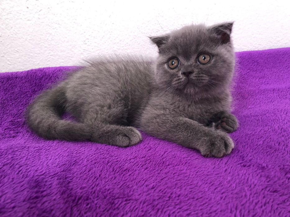 Macho Scottish Fold Azul