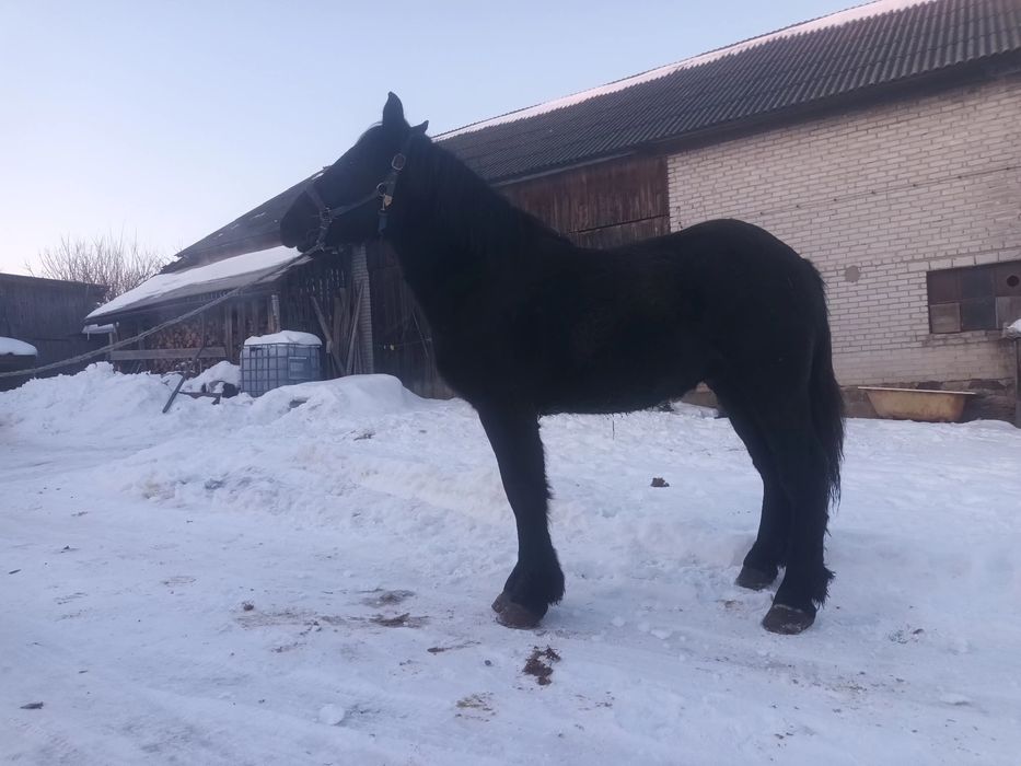 Sprzedam ogierka zimnokrwistego