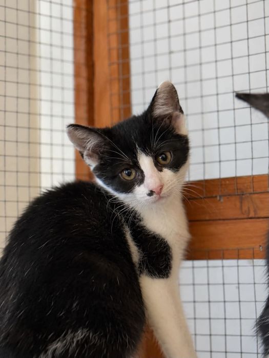 Mały łaciaty kocurek do pilnej adopcji