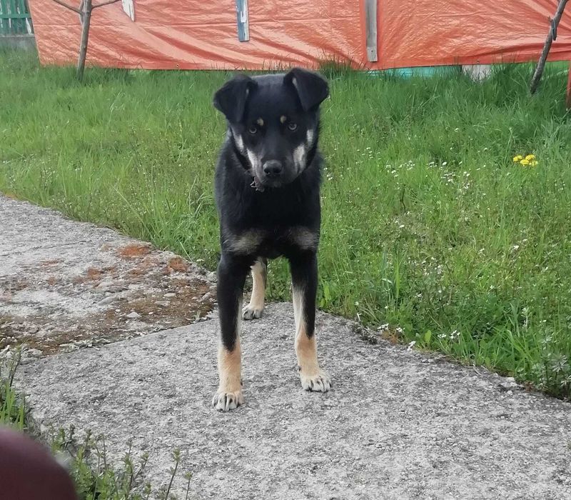 Віддам у хороші, дбайливі  руки добру собачку