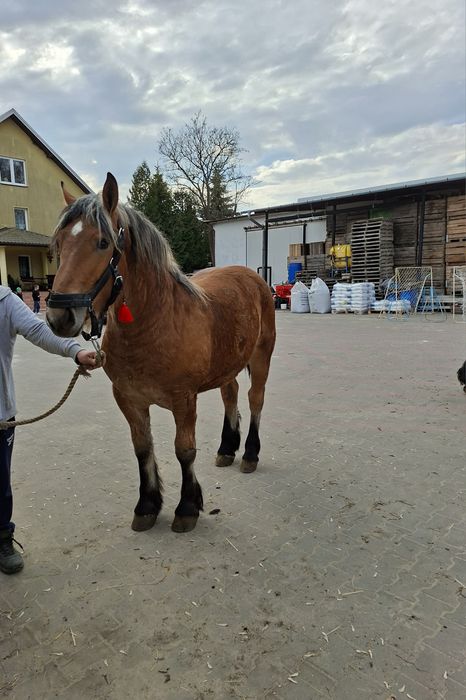 Źróbka roczna kasztanka