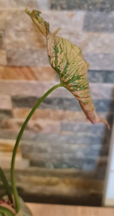 Syngonium Pink Rolli,30cm
