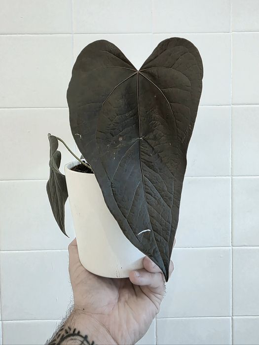 Anthurium Queen of Hearts