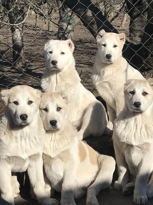 Цуценята чистокровного Алабая