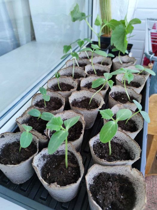 Торфяні стаканчики 80х80