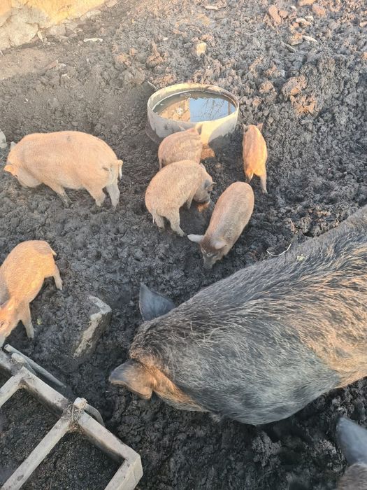 Поросята Кармали