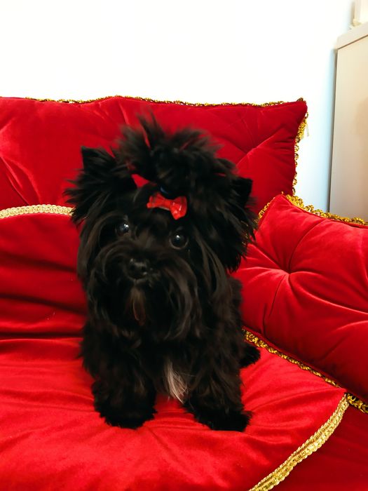 Mini suczka Black Yorkshire terrier ok.1.20kg.nie biewer.