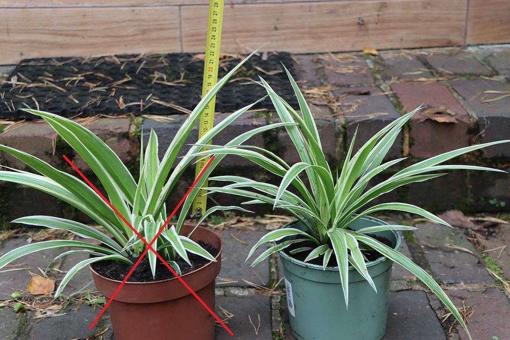 Zielistka 'ATLANTIC' (jedna sztuka)