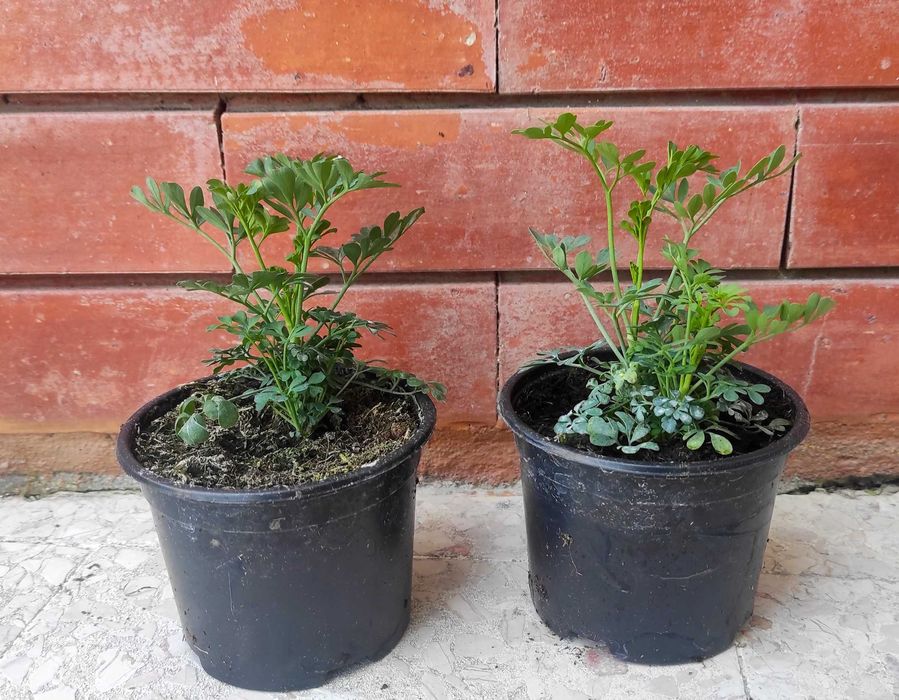 Arruda planta em vaso