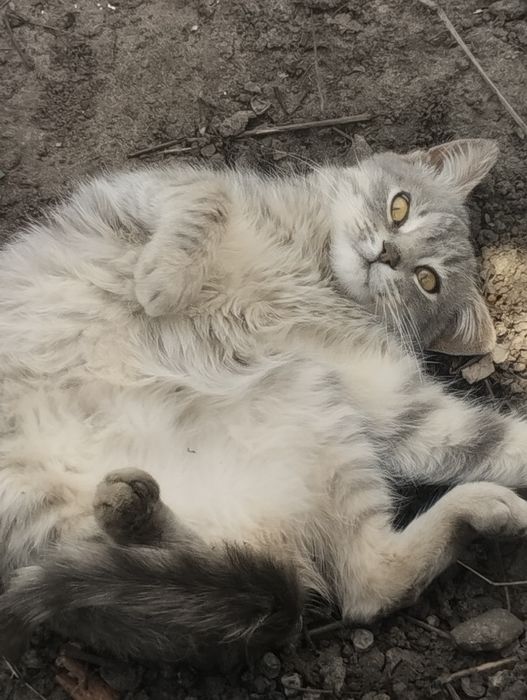 Отдам котенка в добрые руки