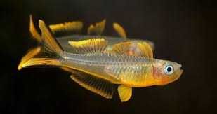 Ryby Cetarius Pseudomugil Furcatus Modrook Słoneczny