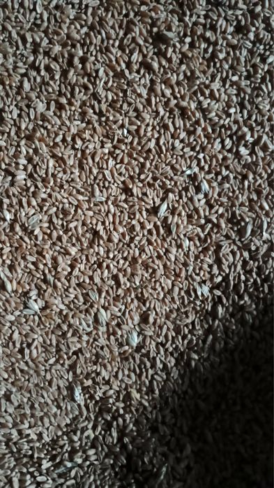 Sprzedam pszenice jara,  rok po centrali