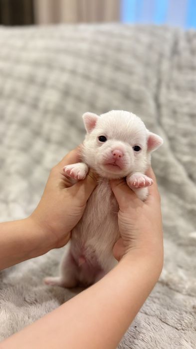 Чіхуахуа чистокровні