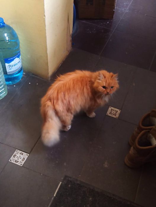 Рыжая стерилизованная кошка с фронта ищет дом! Кошка в хорошие руки!