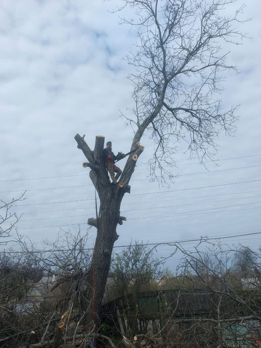 ПИЛЯЄМО і Розпилюємо Професійно.Ціна по Людськи
Фруктові Дерева, в Романково.

 Нам