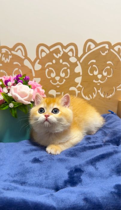 Плюшева красунечка