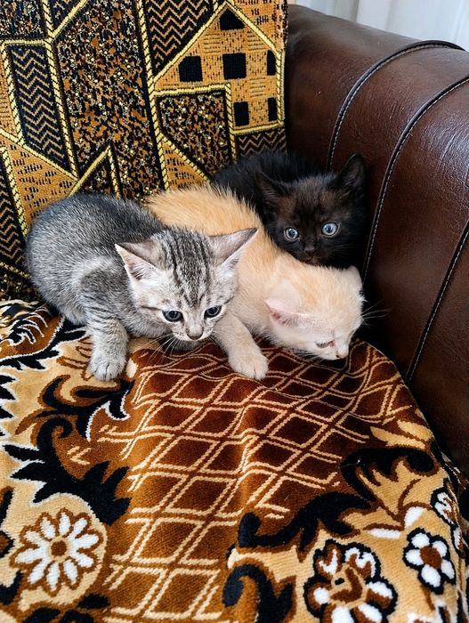 Віддам кошенят .