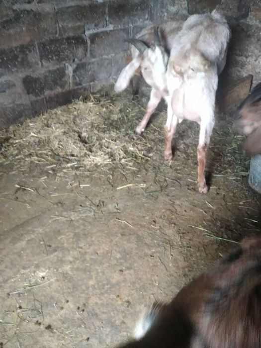 Продам нубійських кіз