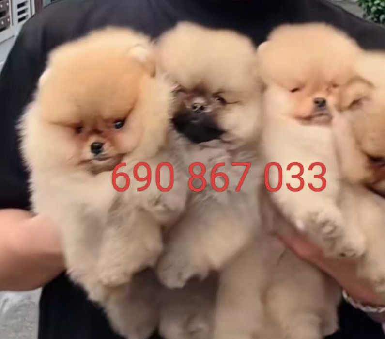 !!! Mały miś pomeranian mini