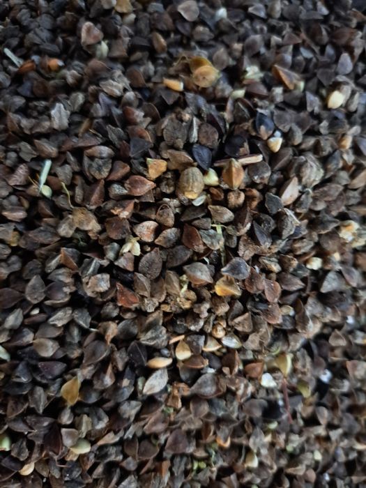 Gryka ekologiczna 2025