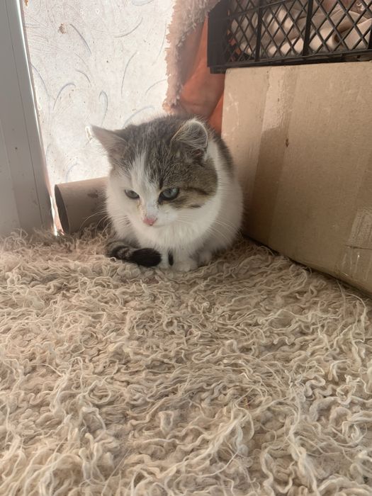 Кішечка в пошуках родини.