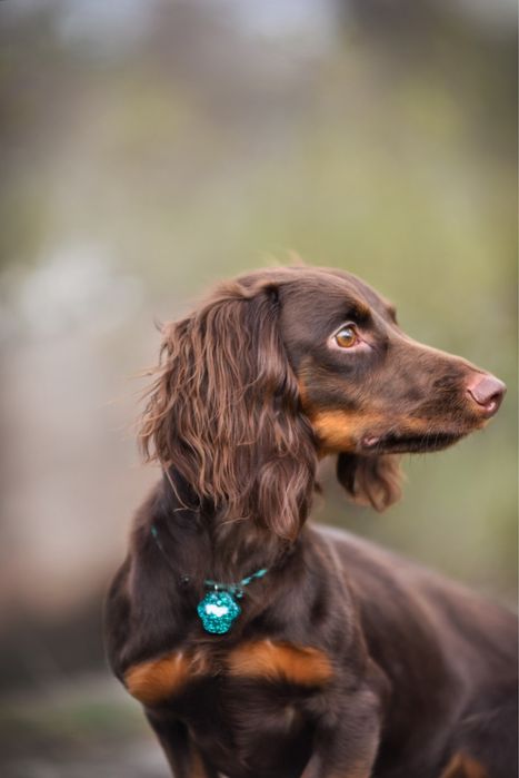 Длинношерстный кобель таксы . Стандарт.